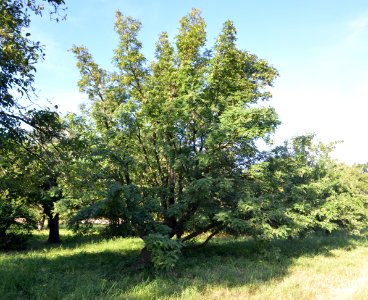 Dortelweil, Speierling auf einer Obstwiese, westlicher Baum (1)