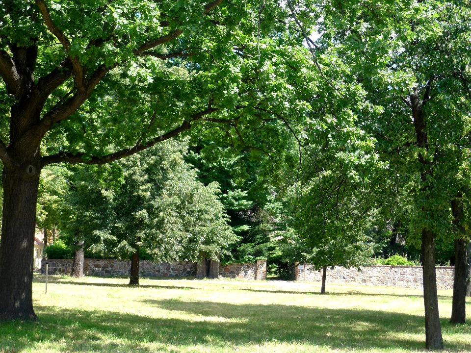 Dorfanger (Berlin-Lichterfelde)