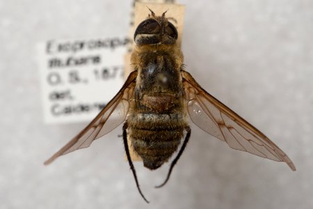 Dorsal view of Exoprosopa titubans specimen, CAS Entomology