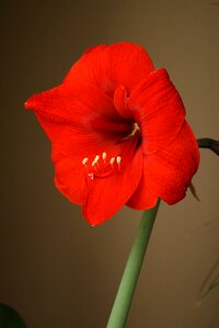 Bloom flowering bulb