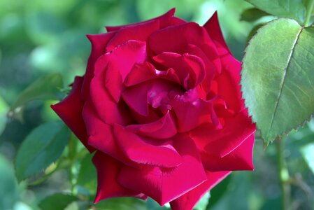 Flower the petals the delicacy