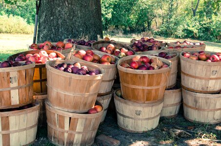 Basket bushel agriculture