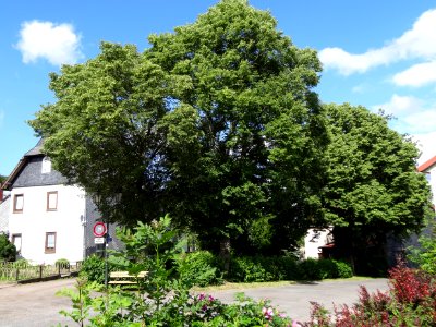Dorfanger von Egelsdorf, Dröbischau