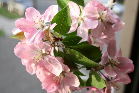 Pink petal springtime photo