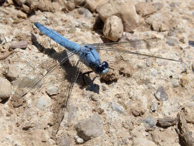 Orthetrum brunneum winged insect detail photo