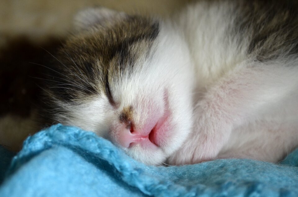 Cat animal welfare nature