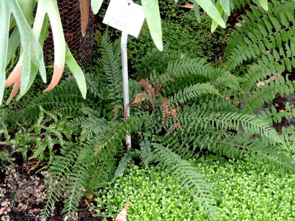 Doodia mollis - Botanischer Garten Freiburg - DSC06280