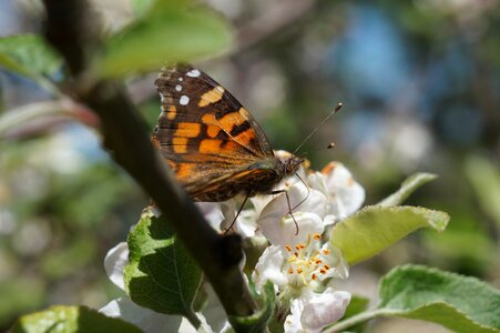 Insect garden posing