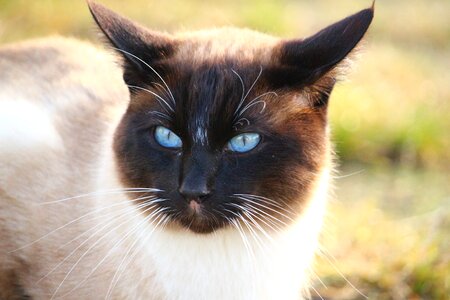 Siamese cat's eyes cat portrait photo