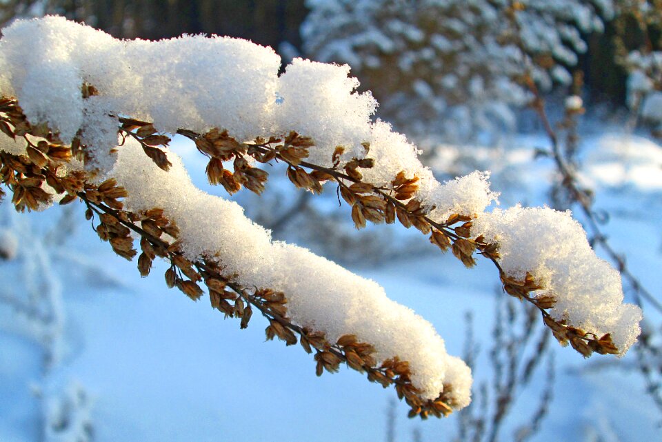 Snow grass plant