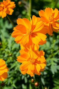 Flowers orange flowers petals photo