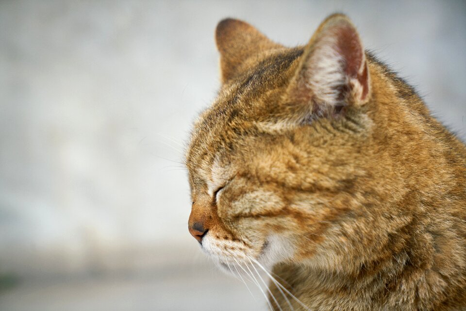 Animal portrait pets overview