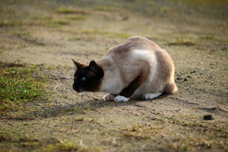 Lauer breed cat mieze photo