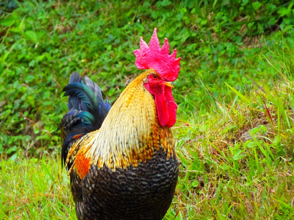 Honduras valledeangeles animals