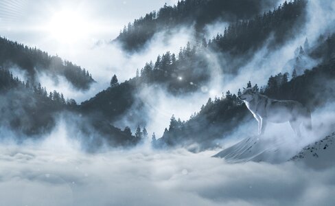 Landscape atmosphere animal world