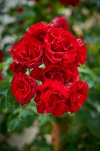 Garden nature red flower