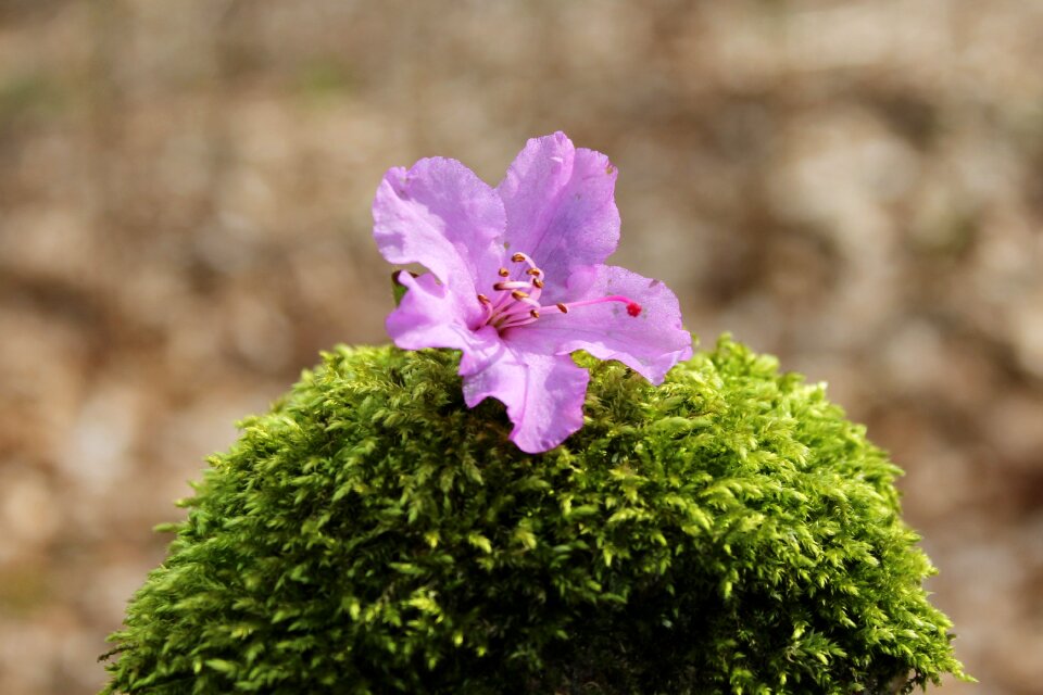Purple pink purple flower