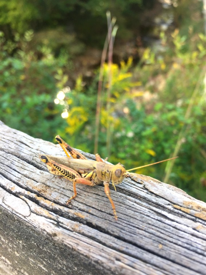 Differential Grasshopper Chapel Hill NC