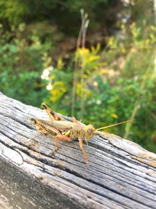 Differential Grasshopper Chapel Hill NC