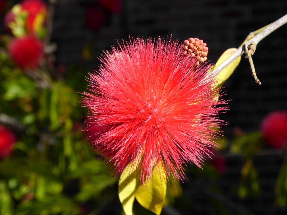 Australian flower hairy plant