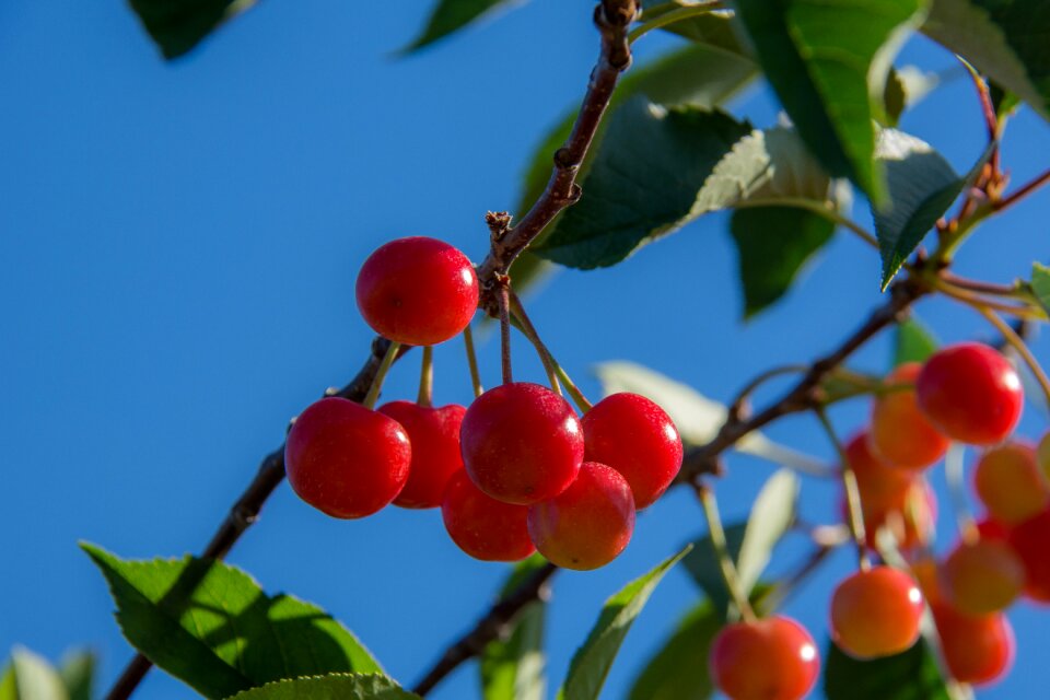 Red agriculture foliage