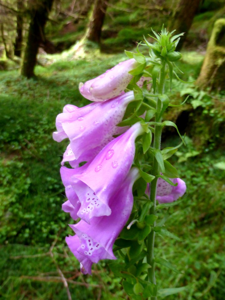 Digitalis-purpurea-1