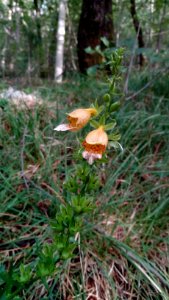 Digitalis ferruginea L photo