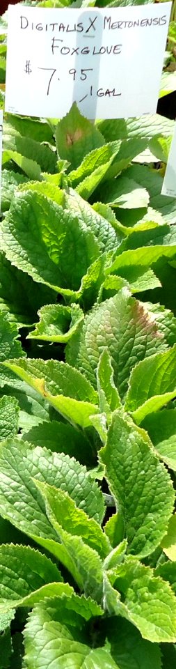 Digitalis X Mertonensis Foxglove plants growing in NJ in April