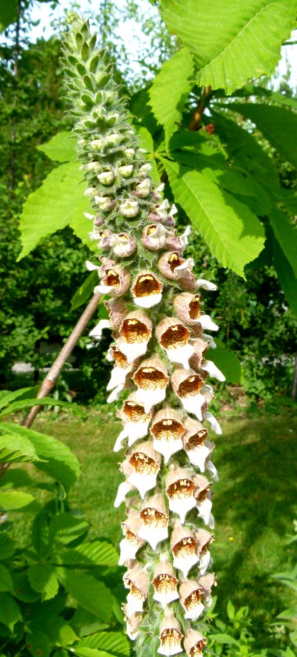 Digitalis lanata Paris