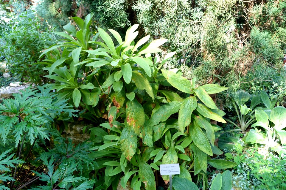 Digitalis thapsi - Bergianska trädgården - Stockholm, Sweden - DSC00431