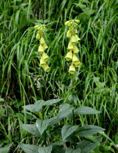 Digitalis grandifloraHabit