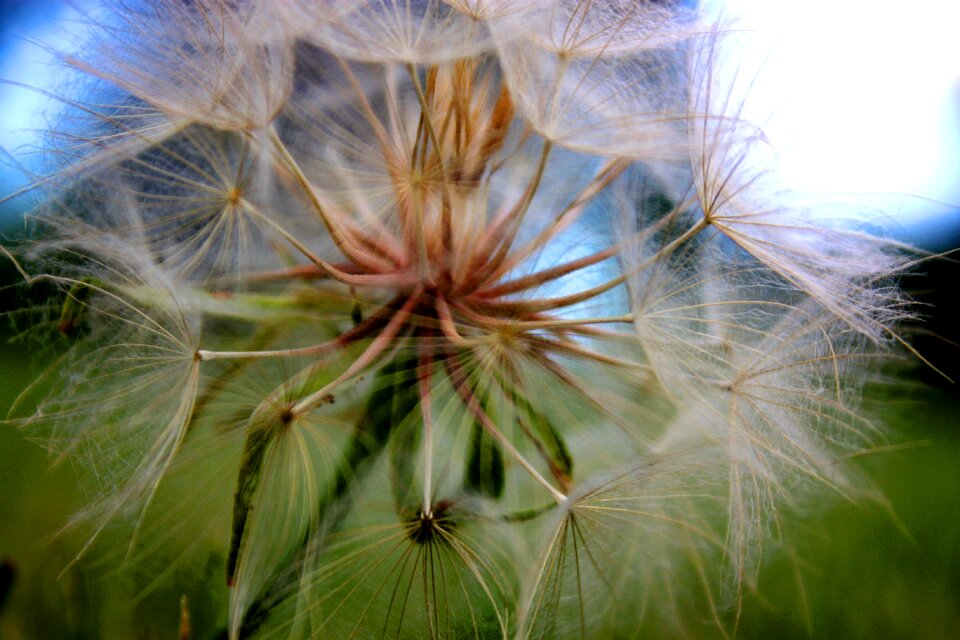 Macro close up garden