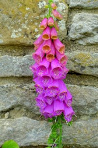 Digitalis - Haddon Hall - Bakewell, Derbyshire, England - DSC02880