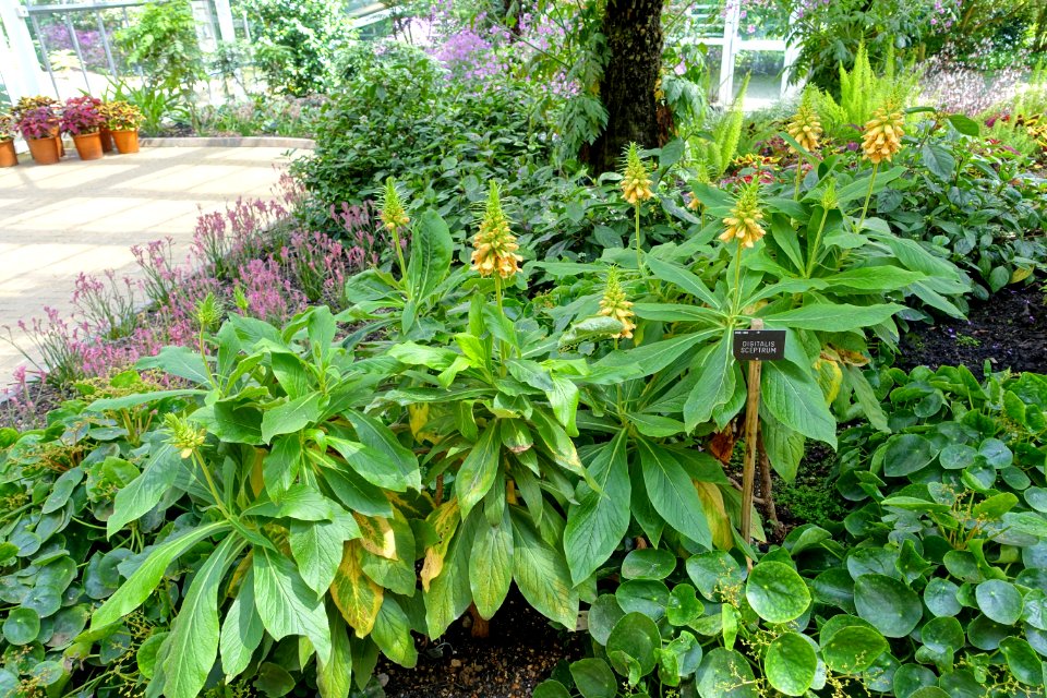 Digitalis sceptrum - Savill Garden - Windsor Great Park, England - DSC06126