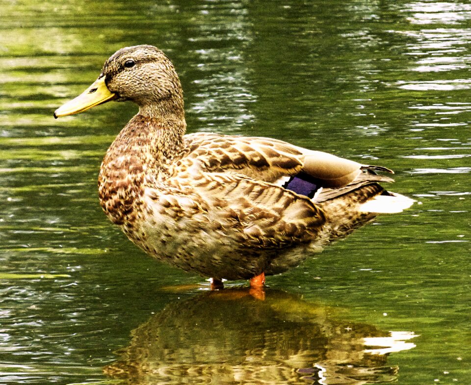 Nature aquatic animal pond