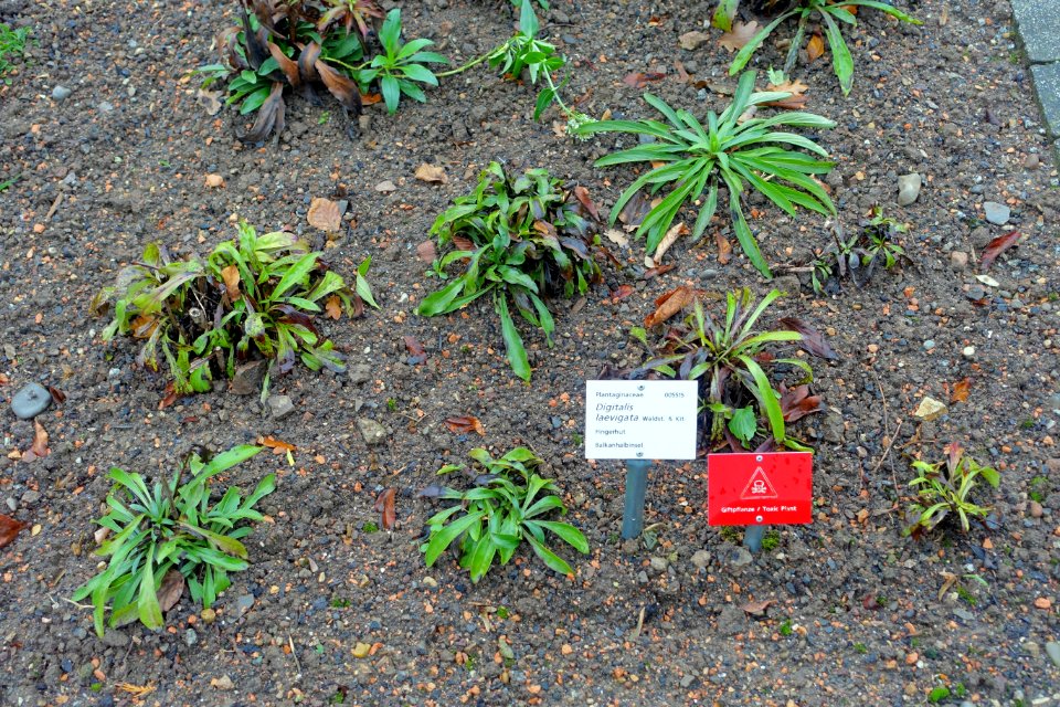Digitalis laevigata - Botanischer Garten - Heidelberg, Germany - DSC00852