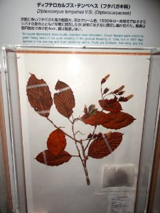 Dipterocarpus tempehes - Kyoto University Museum - DSC06464
