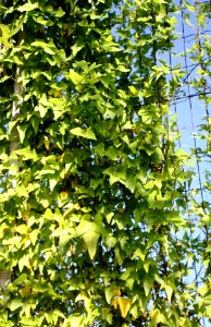 Dipogon lignosus - bosklimop creeper - Cape Town coast 5