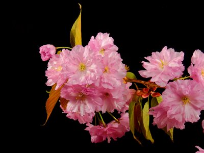 Flower tree plant