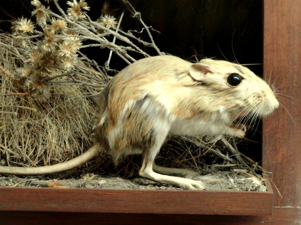 Dipodomys venustus santiluciae - Pacific Grove Museum of Natural History - DSC06627