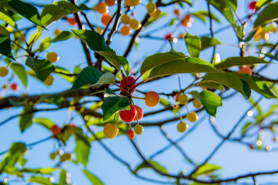Red agriculture foliage