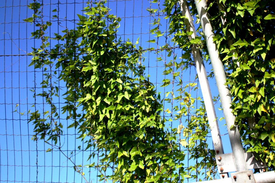Dipogon lignosus - bosklimop creeper - Cape Town coast 4
