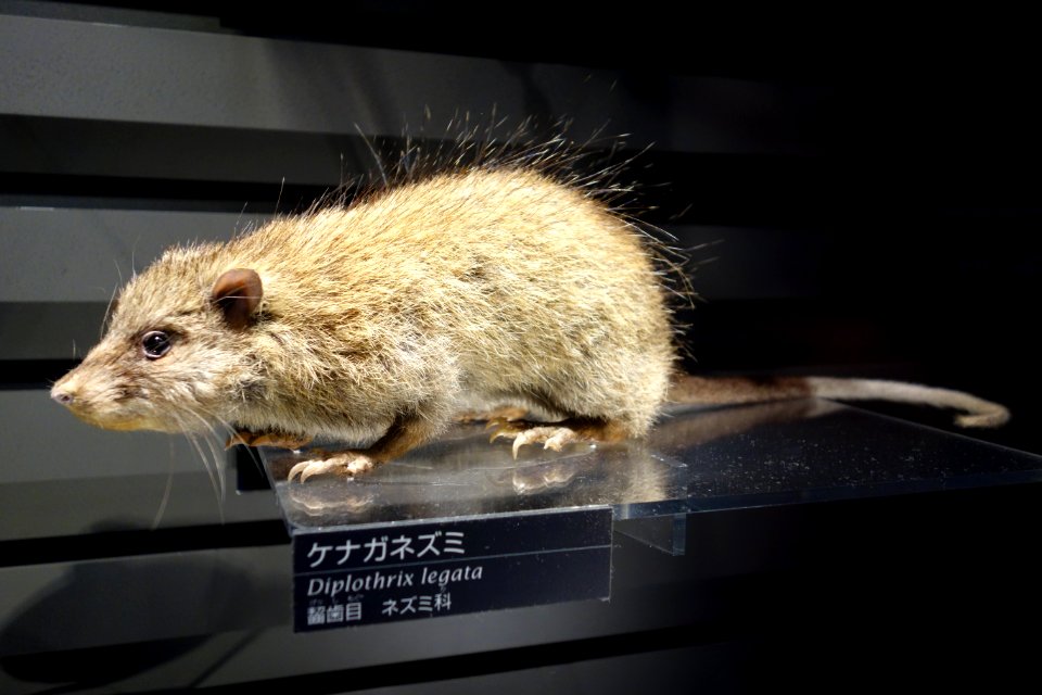 Diplothrix legata - National Museum of Nature and Science, Tokyo - DSC06801