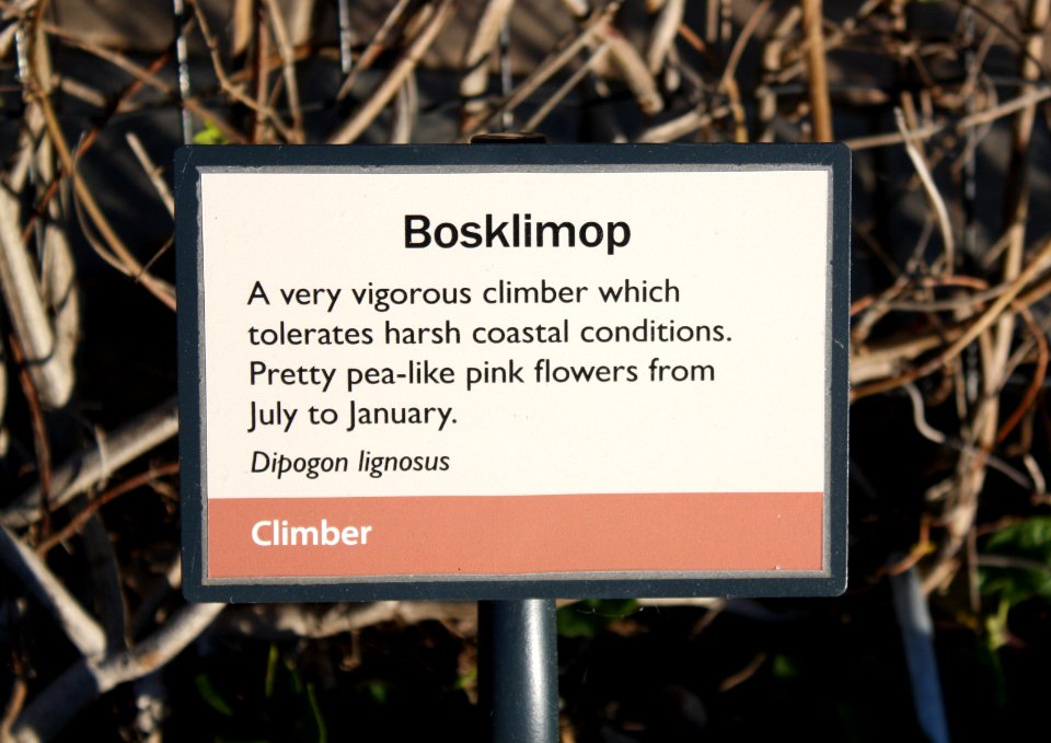 Dipogon lignosus - bosklimop creeper - Cape Town coast 6