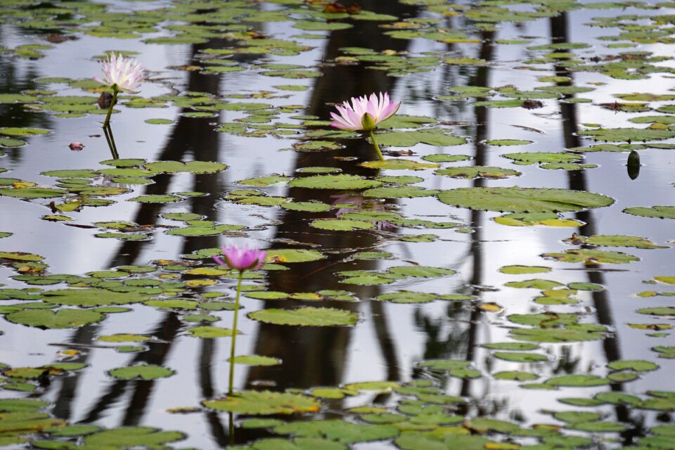 Waterlily nature water