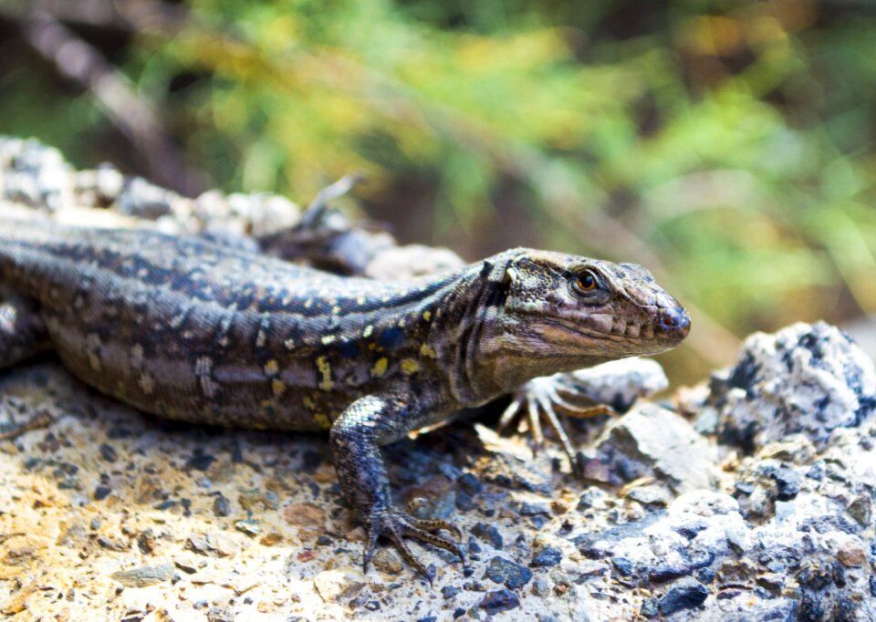 Stone reptiles animals