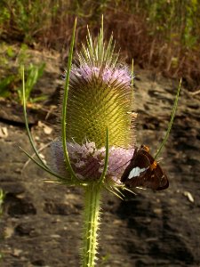 Dipsacus fullonum, 2015-07-18, Beechview, 02