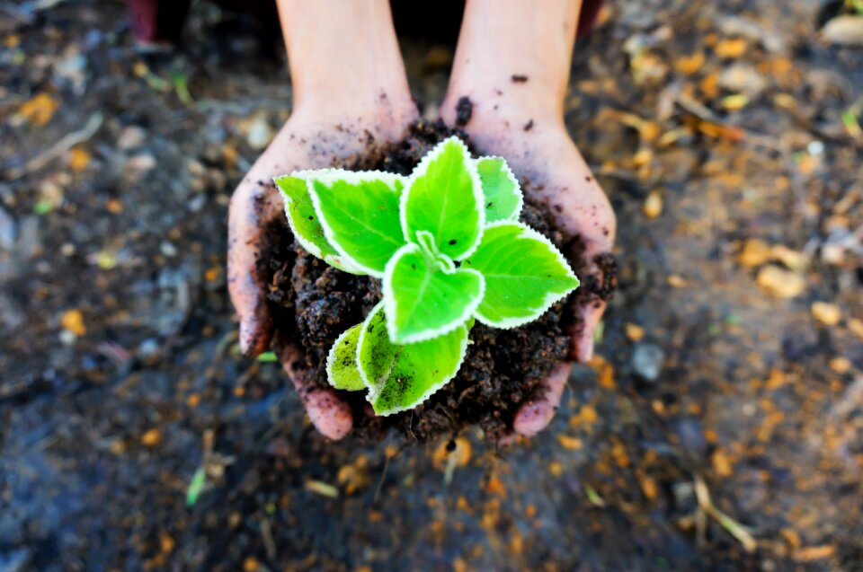 Plant ecology plant in hand