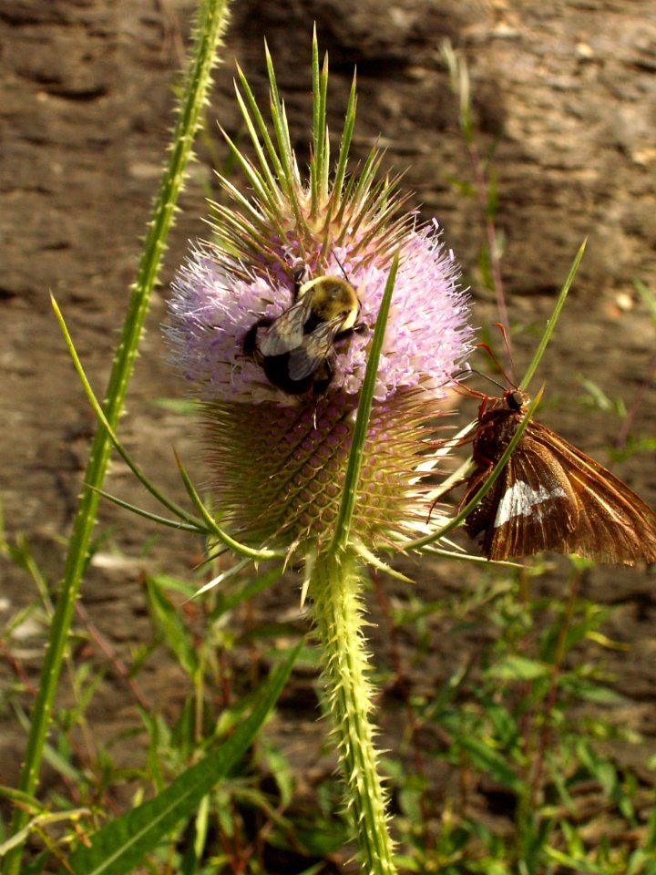 Dipsacus fullonum, 2015-07-18, Beechview, 04