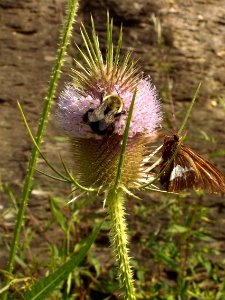 Dipsacus fullonum, 2015-07-18, Beechview, 04